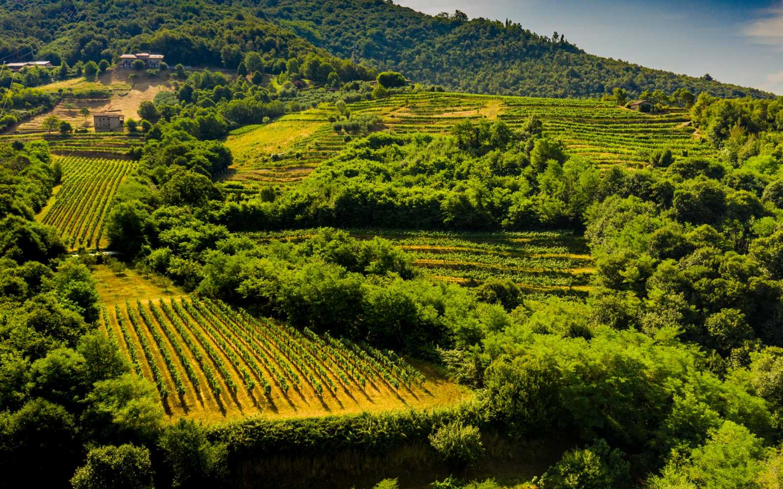 Differenza Tra Franciacorta E Champagne Gusto